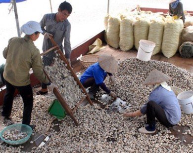 Nam Định: Ngao sạch Giao Thủy đang lấy lại thị trường
