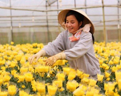 Sau mưa lớn, Lâm Đồng lại dốc sức cho vụ hoa Tết