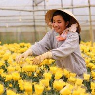 Sau mưa lớn, Lâm Đồng lại dốc sức cho vụ hoa Tết