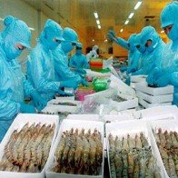 Tôm rộng cửa, cá tra khó khăn