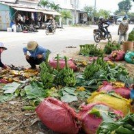Bình Định: Chuối đạt năng suất và giá bán cao