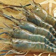 Đồng Tháp: Tôm càng xanh giảm giá 70.000 đồng/kg