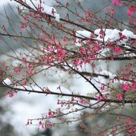 Hoa anh đào trong tuyết trắng Sapa