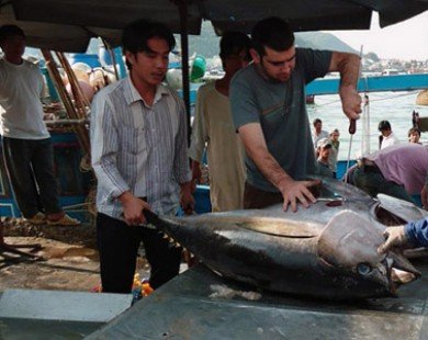 Xuất khẩu cá ngừ tăng trưởng âm