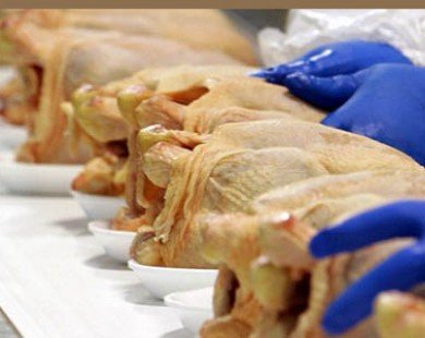 Hầu hết thịt gà sống tại Mỹ có khả năng bị nhiễm khuẩn