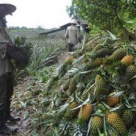 Nông dân ôm hận vì bắt tay thương lái
