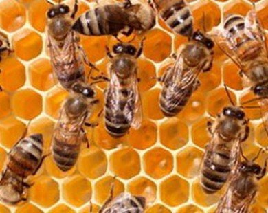 Mật ong New Zealand trôi nổi ở chợ đen Trung Quốc
