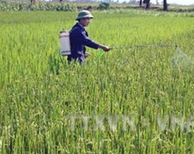 Hơn 9.500ha lúa Đông Xuân tại Cần Thơ bị sâu bệnh