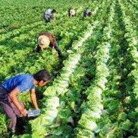 Sản xuất lương thực, thực phẩm sạch đang lên ngôi