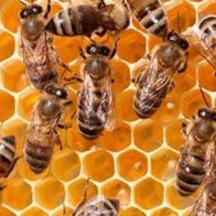 Mật ong New Zealand trôi nổi ở chợ đen Trung Quốc