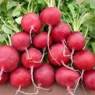 Những tác dụng chữa bệnh thần kỳ của củ cải đường