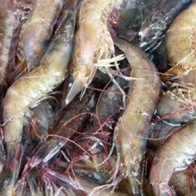 Thái Lan thiệt hại 1,5 tỷ USD do hội chứng tôm chết sớm