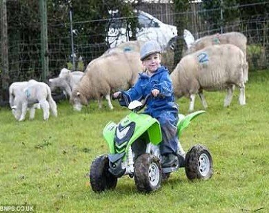 Cậu bé chăn cừu nhỏ tuổi nhất nước Anh siêu dễ thương