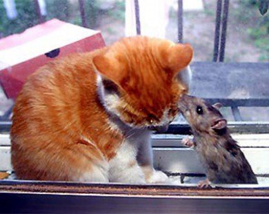 Hình ảnh vui Mèo và Chuột