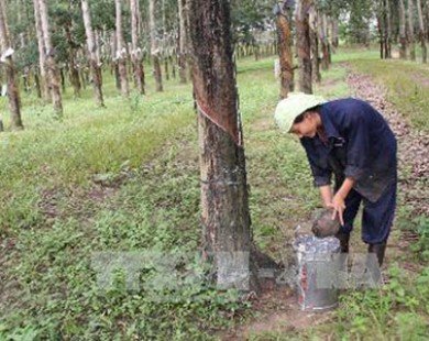 Lượng cao su xuất khẩu của Campuchia tăng 37%