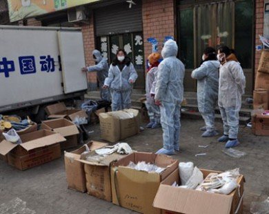 Trung Quốc: Bùng phát dịch cúm A/H5N1 tại Quý Châu