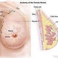 Tỷ lệ ung thư vú của phụ nữ Bỉ đạt con số kỷ lục