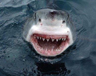Twitter sẽ giúp người dân Australia tránh… cá mập