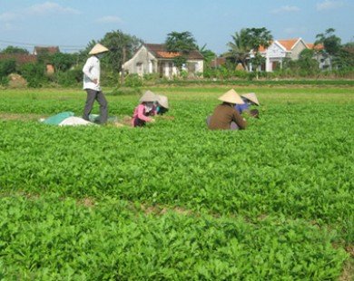 Bình Định: Làng rau Thuận Nghĩa hối hả phục vụ Tết