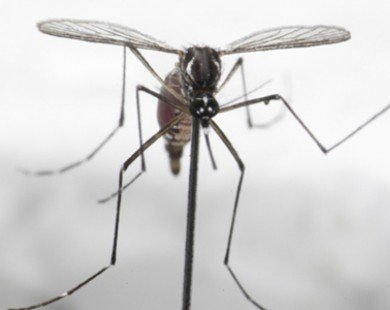 Singapore có ca tử vong đầu tiên do sốt xuất huyết