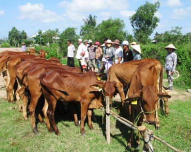 Công bố 2 tỉnh có dịch lở mồm long móng trên gia súc