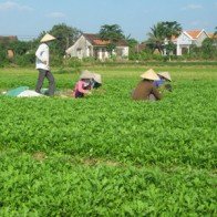 Bình Định: Làng rau Thuận Nghĩa hối hả phục vụ Tết