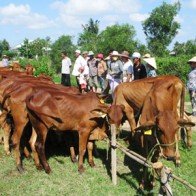 Công bố 2 tỉnh có dịch lở mồm long móng trên gia súc