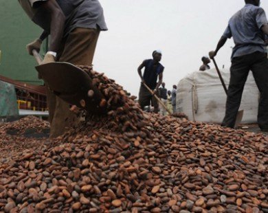 Thị trường cacao tiếp tục đối mặt nguy cơ thiếu cung