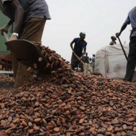 Thị trường cacao tiếp tục đối mặt nguy cơ thiếu cung