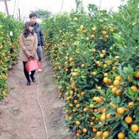 Thị trường đào, quất Tết: Xu hướng thuê vẫn là chủ đạo