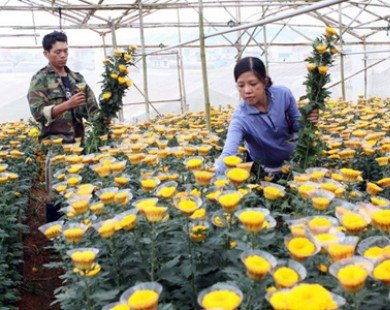 Đà Nẵng: Các vùng chuyên trồng hoa nhộn nhịp đón Tết