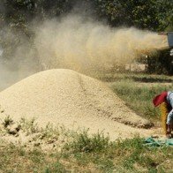Giá lương thực toàn cầu vẫn ở mức cao đáng lo ngại