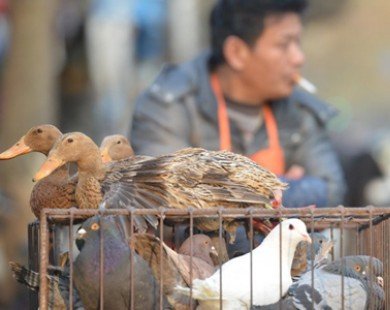 Thêm một trường hợp tử vong vì H7N9 tại Trung Quốc