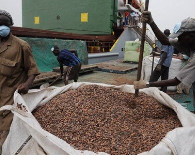 Giá cacao có xu hướng tăng do nguồn cung hạn hẹp