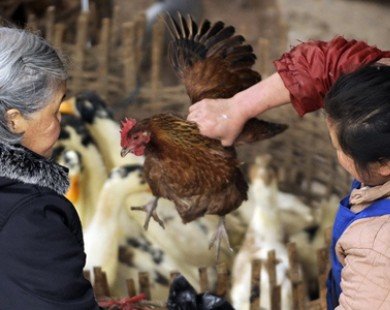 Trung Quốc xác nhận bùng phát dịch cúm gia cầm H5N1