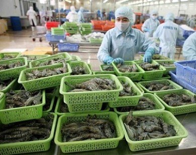 Xuất khẩu tôm của Việt Nam sang Trung Quốc tăng mạnh