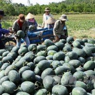 Thời tiết bất thường khiến sản lượng dưa hấu Cà Mau giảm