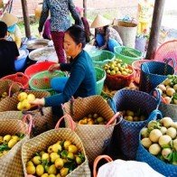 Về miền Tây du xuân miệt vườn
