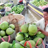 Bưởi Năm Roi cho thu nhập từ 200-300 triệu đồng mỗi ha