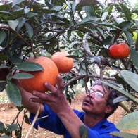 Tết Giáp ngọ, bưởi ‘tiến vua’ lên ngôi