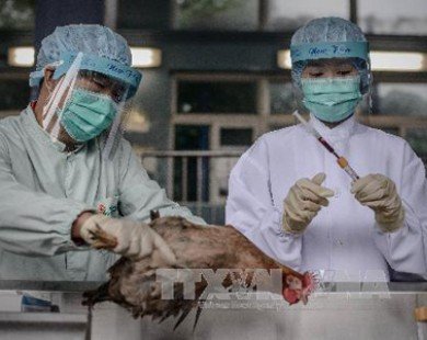 Trung Quốc phát hiện thêm bảy ca nhiễm cúm H7N9