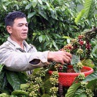 "Người trồng càphê Việt Nam ’găm’ hàng chờ giá cao"