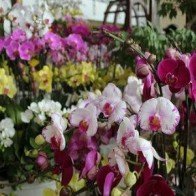 Tết: Hoa Trung Quốc ’tắm’ hóa chất ’đè’ hàng Việt