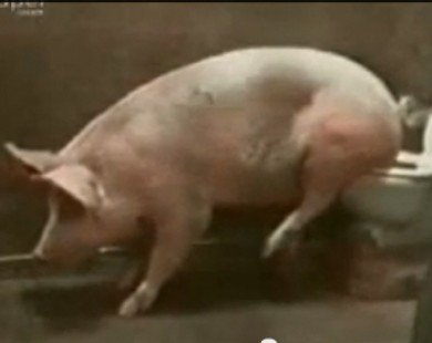 Lợn đi vệ sinh bằng bồn cầu