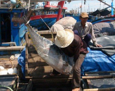 Phú Yên: Nhiều chủ tàu câu kém vui dịp đầu năm mới