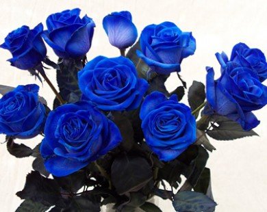 Quà độc Valentine: Hoa hồng xanh giá gần 2 triệu gây tranh cãi