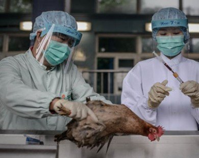 Xuất hiện thêm trường hợp nhiễm cúm H7N9 tại Bắc Kinh