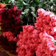 Thương lái Trung Quốc "gom" hồng Đà Lạt trước Valentine