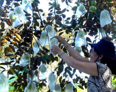 ĐBSCL trồng thêm 10.000ha cây ăn quả chất lượng cao