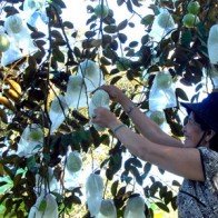 ĐBSCL trồng thêm 10.000ha cây ăn quả chất lượng cao